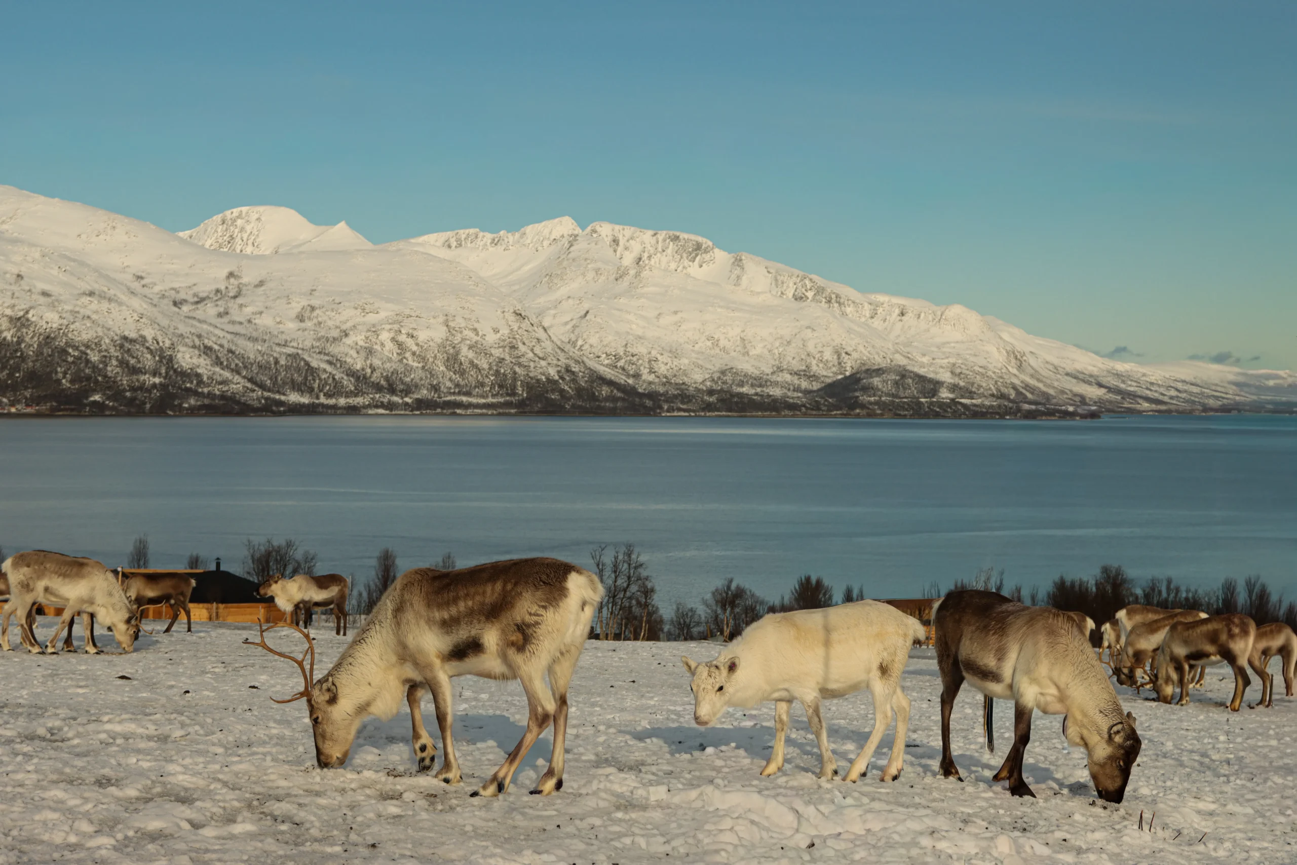 A herd of reindeer grazing in a snowy landscape with mountains and a body of water in the background.