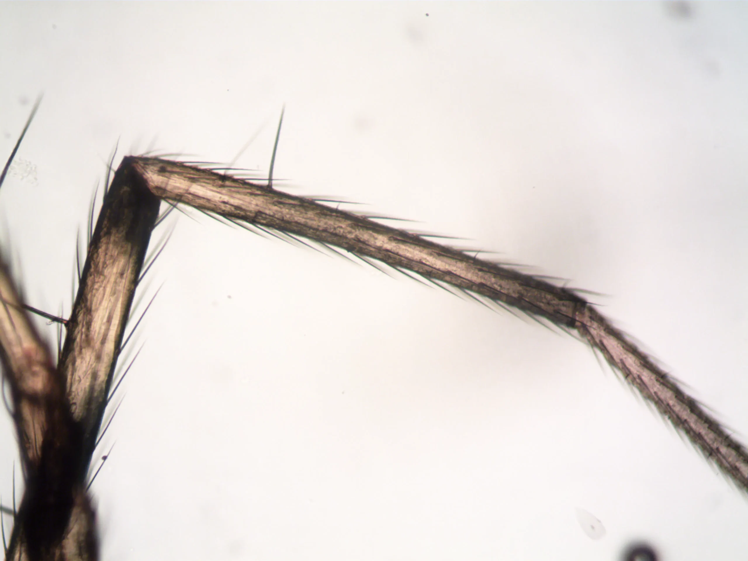 Detailed microscopic view of a hairy leg, possibly of an insect, showcasing the structure and texture of leg hair.