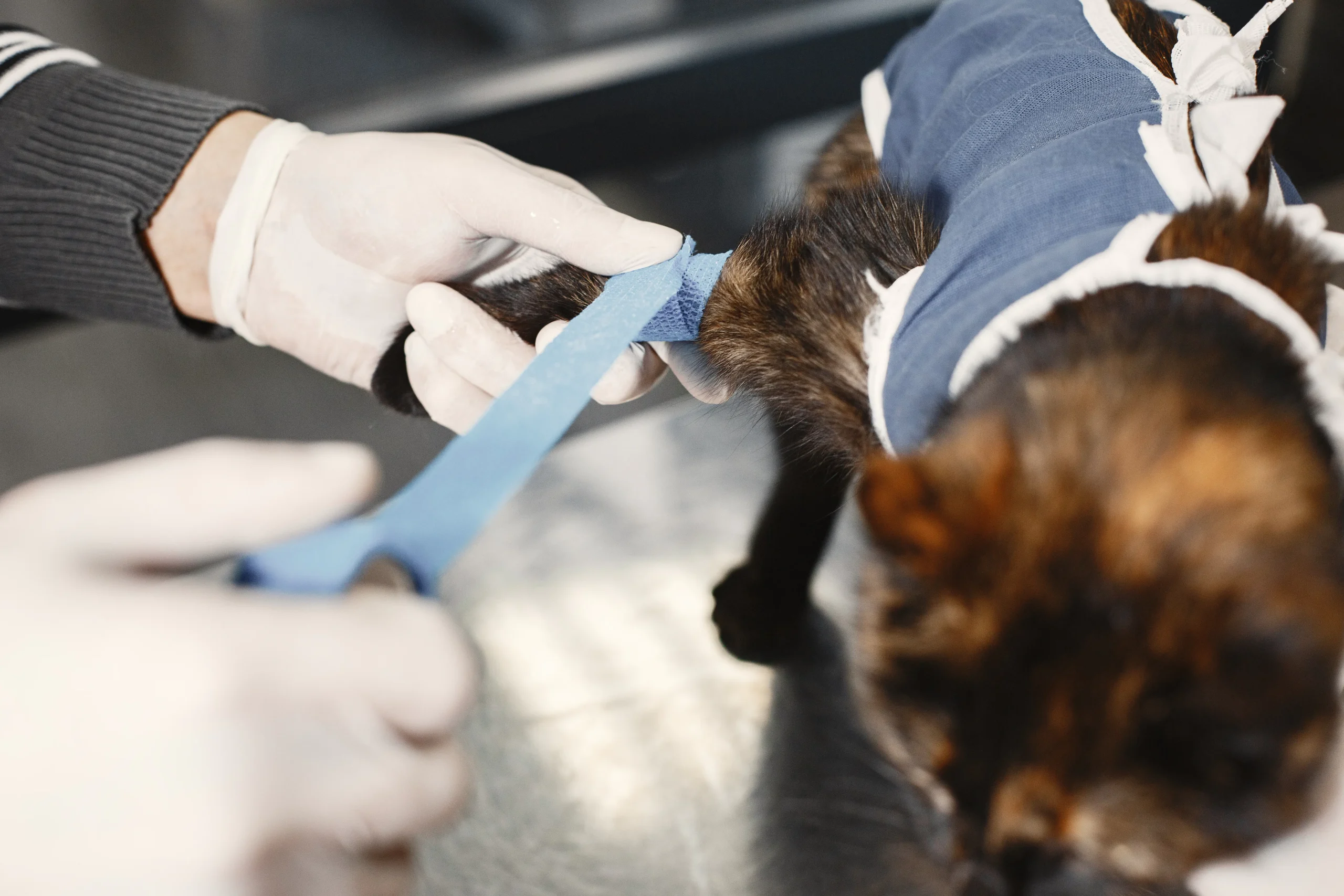 Vet in gloves bandaging the tail of a brown tabby cat