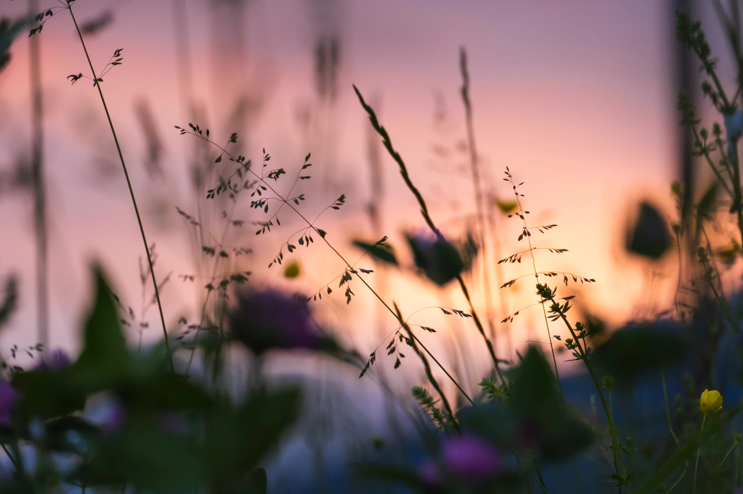 Close-up of wildflowers silhouetted against a vibrant sunset sky.